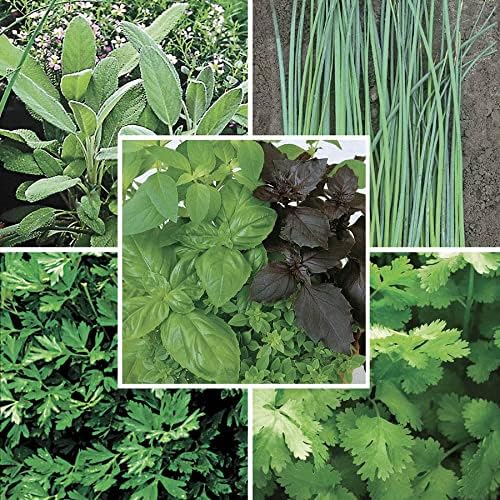 Park Seed Colección de semillas de hierbas orgánicas de Park, cultivo completo de hierbas de cocina, 5 paquetes de semillas
