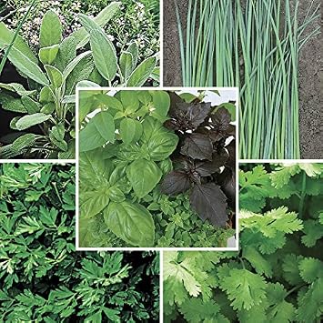 Park Seed Parks Organic Herb Seed Collection, Complete Kitchen Herb Growing, 5 Packs of Seeds