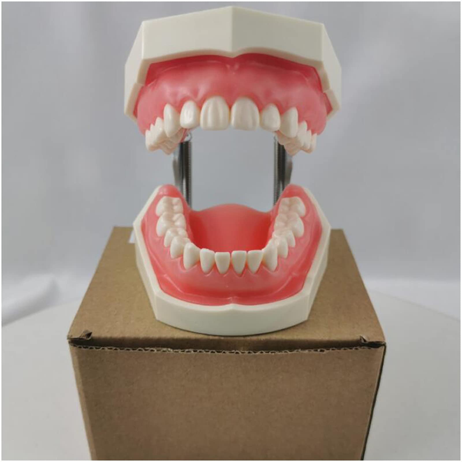 Implanty dentystyczne, model zębów z 28 wymiennymi zębami, dentysta, standardowe narzędzia do nauki zębów do nauczania zębów lub pielęgnacji jamy ustnej