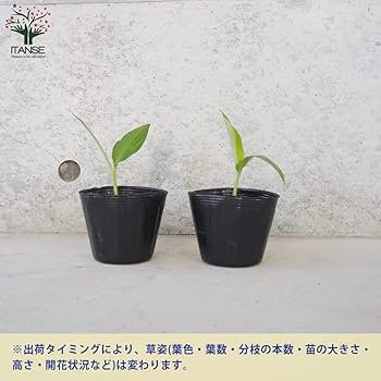 Amazon.co.jp: ITANSE ミョウガの苗 3号ポット 3個セット【品種