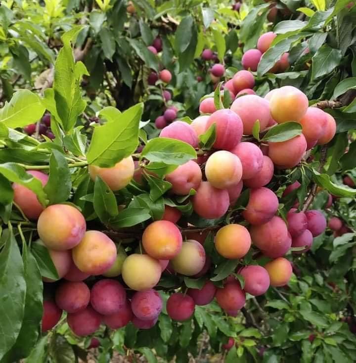 See full amazon price history chart for BeGrin Aloo Bukhara Live Plant Grafted or Air Layered Plant Prunus domestica Plum Tree Alpakoda Pazham Alu Bokhra Alu Pukara Aloo Alu Bukhaara Alu Bukhara Plant Fruit Next Season BeGrin Aloo Bukhara Live Plant Grafted or Air Layered Plant Prunus domestica Plum Tree Alpakoda Pazham Alu Bokhra Alu Pukara Aloo Alu Bukhaara Alu Bukhara Plant Fruit Next Season (B0D6PLSZT6) Amazon Price History, Amazon Price Tracker
