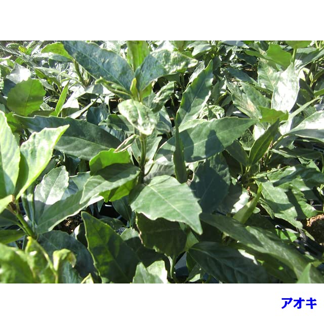 Amazon.co.jp: [10本 セット] クロアオキ (アオキ) 15.0p 10本 樹高