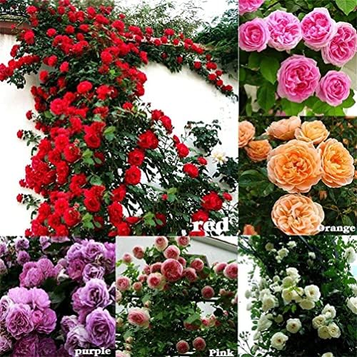 Amazon.com : 100Pcs Mix Climbing Rose Rosa Bush Vine Climber Fragrant ...