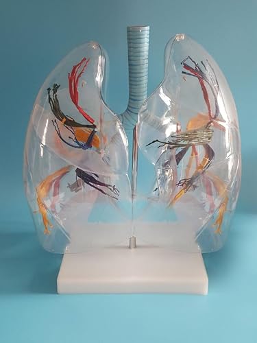 Modelo de segmento pulmonar transparente Modelo de segmento pulmonar Anatomía pulmonar Modelo de enseñanza pulmonar La distribución del árbol