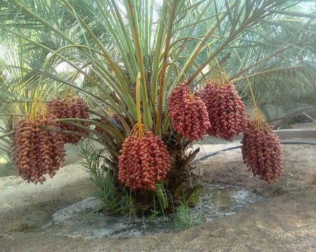 BISWAS PLANTS HOUSE` ARABIAN DATE PALM/KHAJUR TISSUE CULTURE TREE LIVE PLANT (pack of-1 healthy plant) WB45 (B0CQ8F9X41) Amazon Price History, Amazon Price Tracker