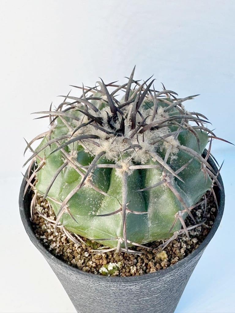 125 TOSHIBA大型冷蔵庫　462L 自動製氷　小型　家庭用　観音開き 125 TOSHIBA大型冷蔵庫 462L 自動製氷 小型 家庭用 観音開き