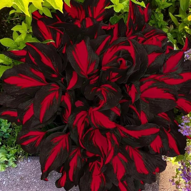 Beautiful Hosta Bulbs UK, Hostas Rhizome for Planting, Hardy Perennial, Excellent Display, Natural Organic-8 Bulbs-I