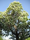 50 Flowering NORTHERN CATALPA Speciosa TREE Seeds (aka Western Catalpa or Catawba / Indian Cigar /...