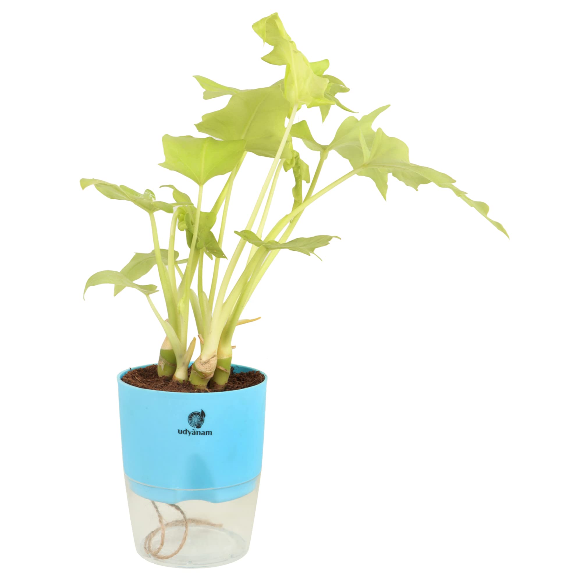 Udyanam Red Machera Indoor Live Plant with Pot | China doll Plant for Home, Office & Garden (B0BCYNP4VK) Amazon Price History, Amazon Price Tracker