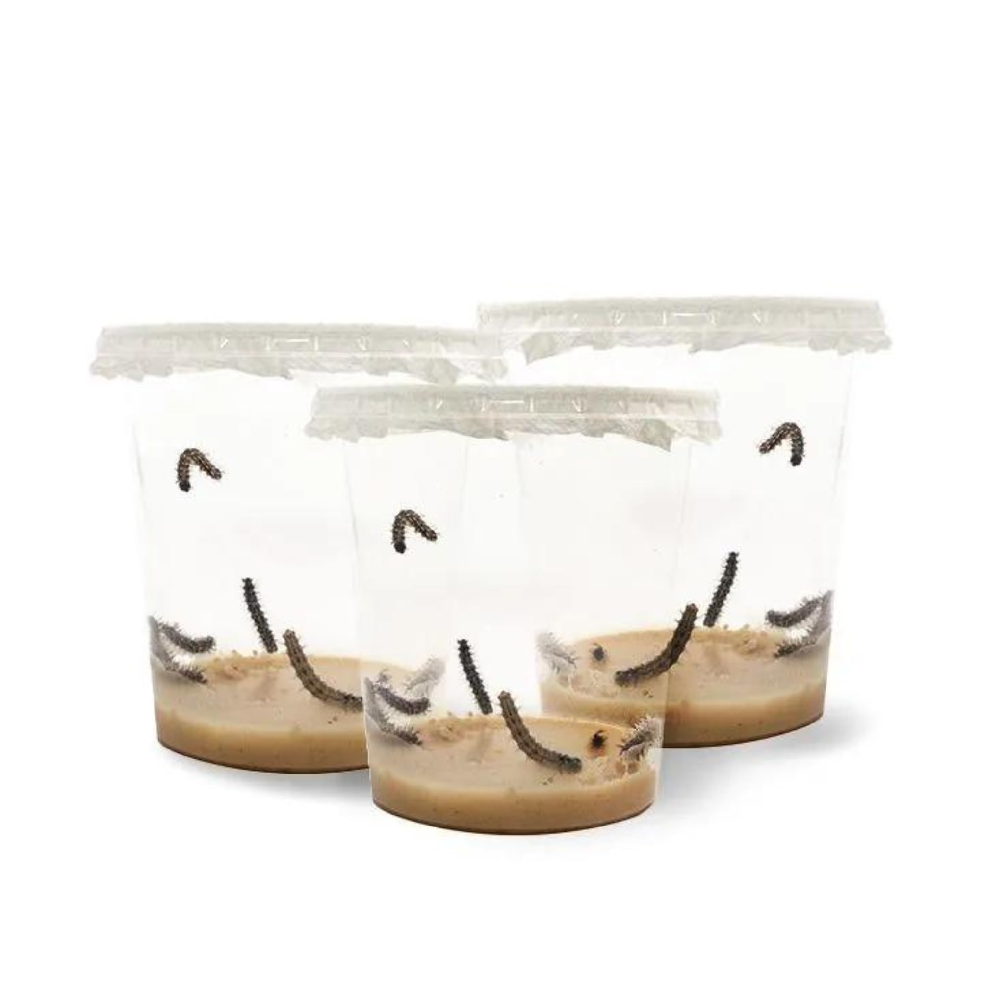 LEPITERRA® Raupenbecher - Raupen-Nachfüllset - 3 Raupenbecher (Je ca. 7 Raupen) | Ideale Ergänzung zum Schmetterlingshabitat | Schmetterlinge züchten [Erfolgsgarantie] | Heimische Distelfalter