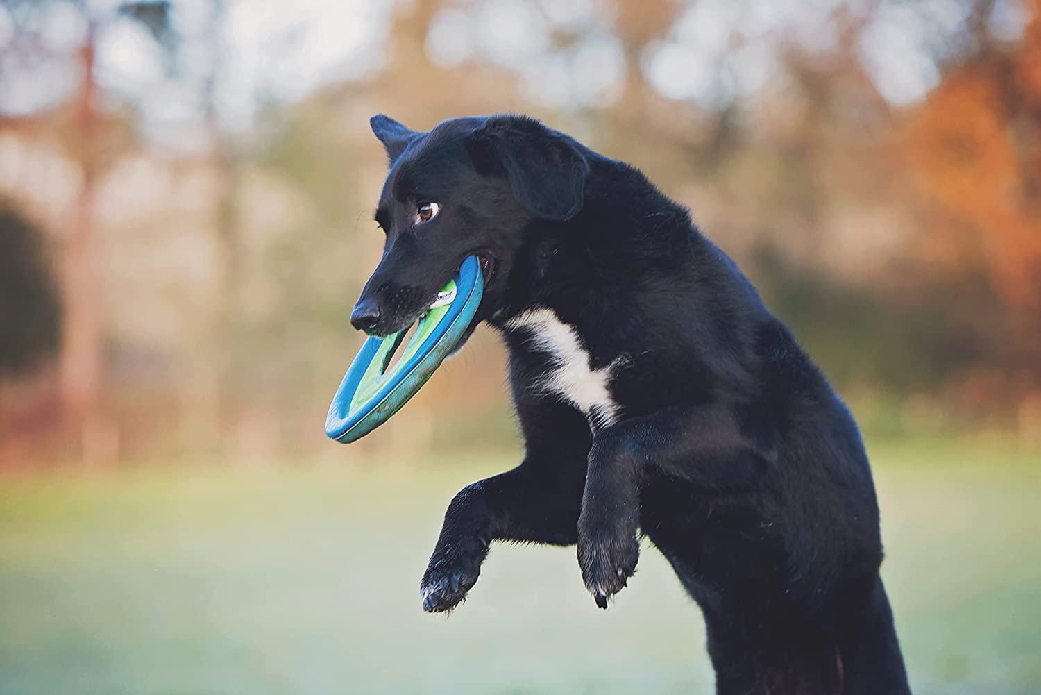 (4 pezzi) Chuckit Zipflight Amphibious Dog Fly anello giocattolo, media