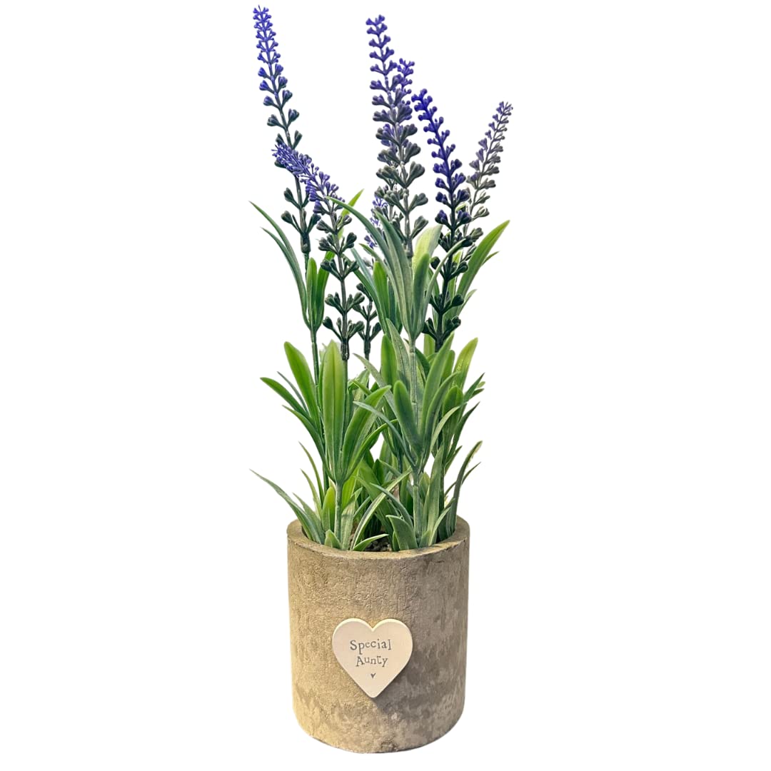 Heaven Sends Green,Purple Special Aunty Lavender Plant Pot Gift Idea