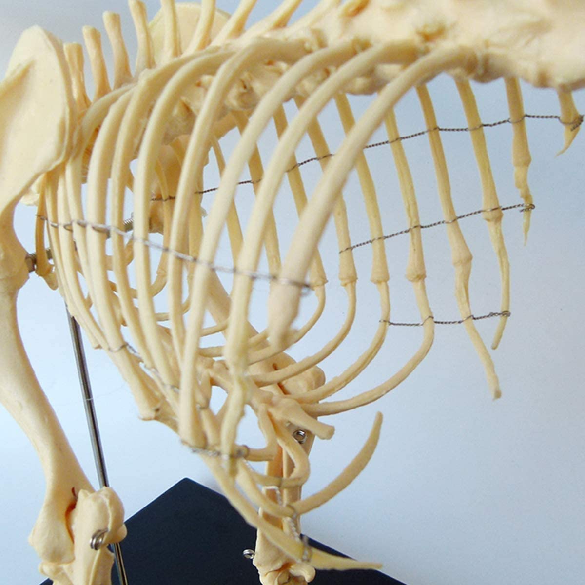 1: 1 Hunde-Skelett Anatomisch Modell Animal Specimen 64Cmx10cmx30cm Tier Anatomie Hundeskelett Menschliche Biologie Unterrichten Veterinär Demonstration Werkzeug