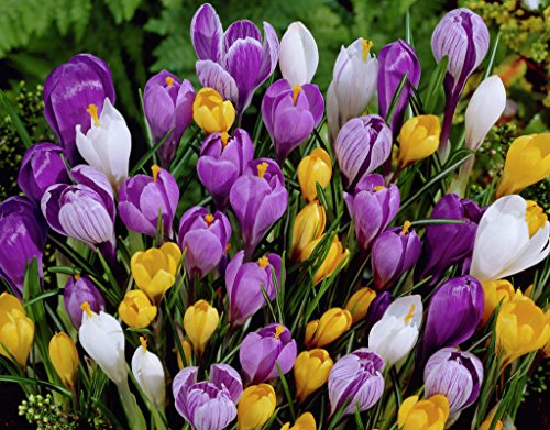 Crocus Mix - 10 bulbes