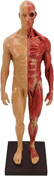 Human Muscular Figure Mini Muscular Anatomy Model with Base and Clear Muscle Texture, Human Musculature Anatomy Model for Painting and Sculpture and Medical Reference Character Design