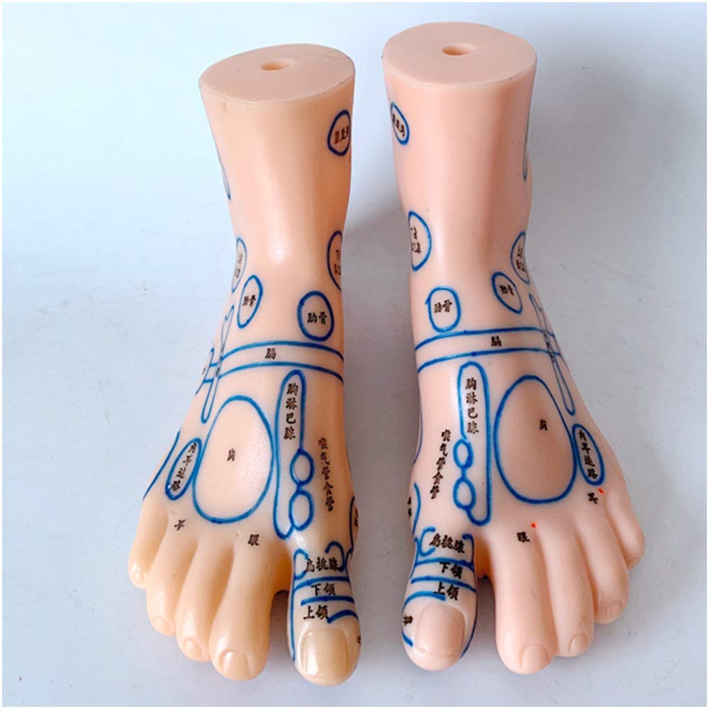 Amazon.co.jp: 19 CM 足の鍼治療モデル - プロフェッショナル足