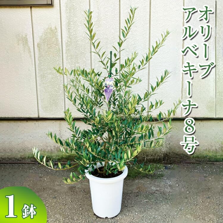 Amazon｜オリーブ アルベキーナ8号 | 観葉植物 植物 グリーン オリーブ