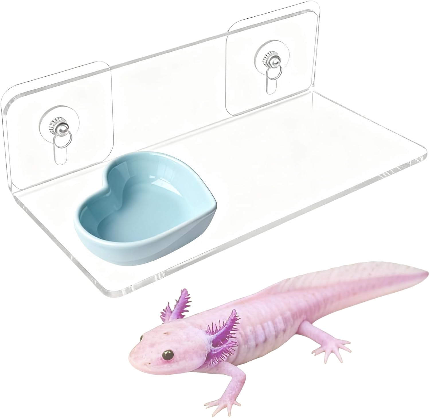 Axolotl Feeding Shelf with Feeder Bowl, Axolotl Ledge and Blue Dish