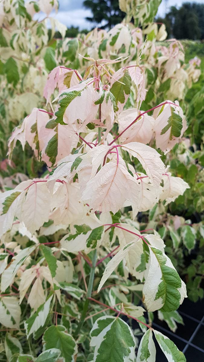 Acer negundo 'Flamingo' / Érable à feuille de frêne panaché de rose et crème/Conteneur de 7 à 10 litres/Touffe