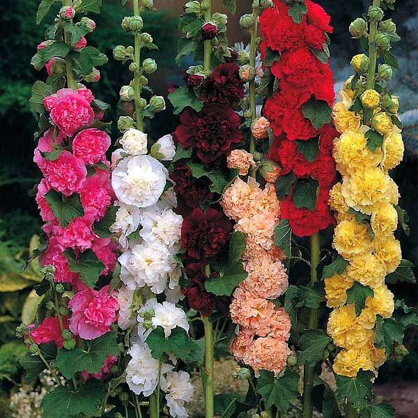 Flower Seeds | Holly Hock Flower Seeds Hybrid For Home Gardening (100 SEEDS )