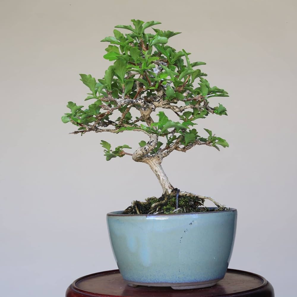 Amazon｜『匂い楓』ニオイカエデ ミニ盆栽【泰寿園 Online】｜観葉植物