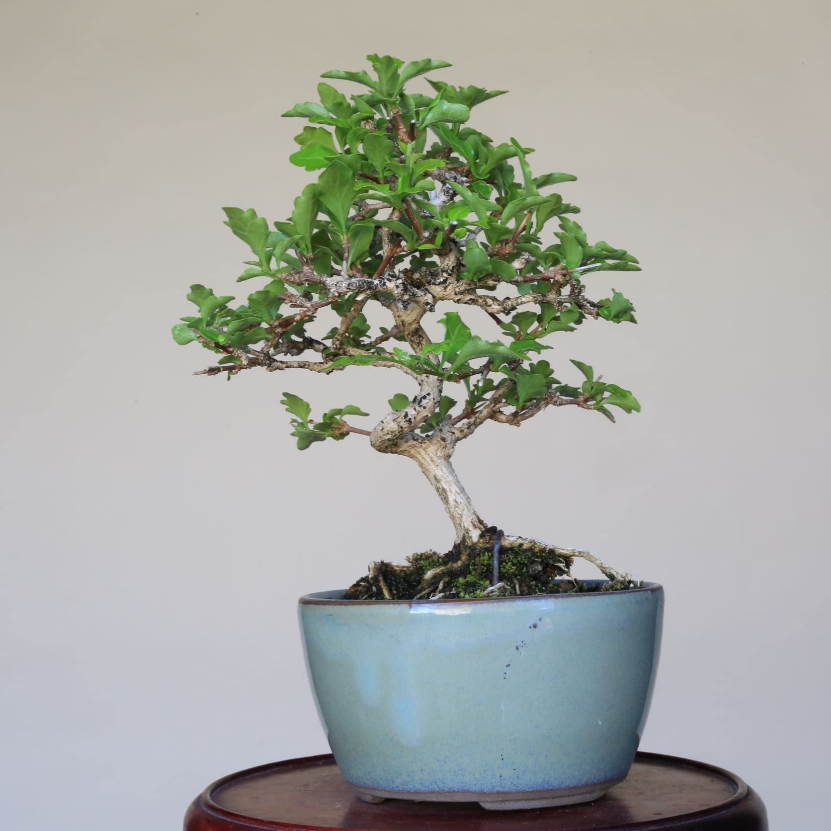 ニオイカエデ　ミニ盆栽⭐︎ Amazon｜『匂い楓』ニオイカエデ ミニ盆栽【泰寿園 Online