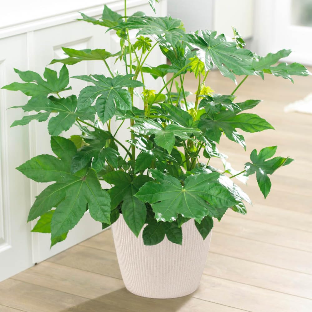 YouGarden Fatsia japonica Japanese Aralia, Garden Ready, 1 x 9cm Pot, Evergreen, Easy to Care for, Shade Loving Plants