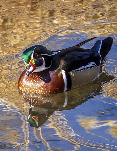 Posterazzi DPI12550398 - Póster enmarcado, diseño de pato masculino (Aix sponsa)