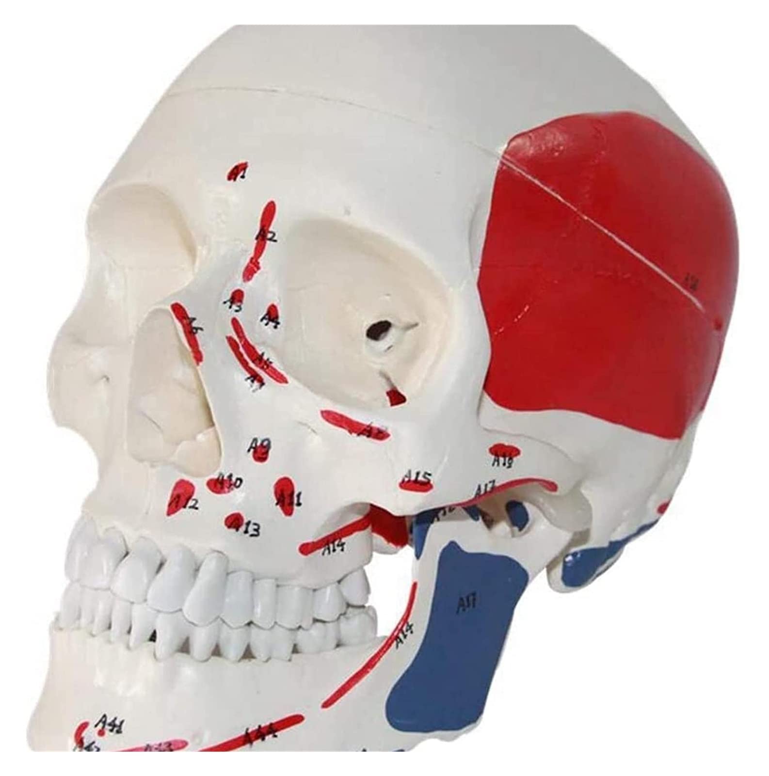 GTHTUHFD Human Skull Model,Human Body Model,Anatomy Model Head,With Markings Muscle Origins And Rtiondetailed Hand Numbering Model,Life Size Skull Model Organ Model