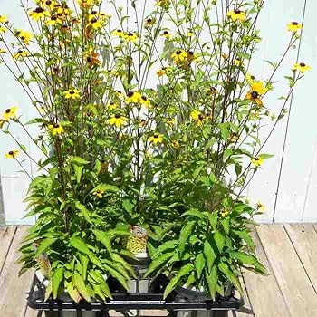 株分け抜き苗 ⑬ ルドベキア・タカオ ルドベキア：タカオ 〉 春先に株分けしたルドベキアタカオが咲き