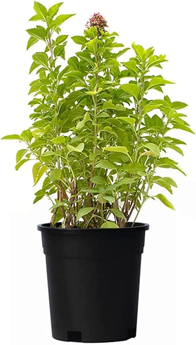 Live Real Ayurvedic Rama Tulsi Plant (Pack of 5) Green Tulsi Live Plant for Home | Balcony | Outdoor Garden (With Pot) (Multi Trade is fake Seller) (B0BHF5C1Y8) Amazon Price History, Amazon Price Tracker