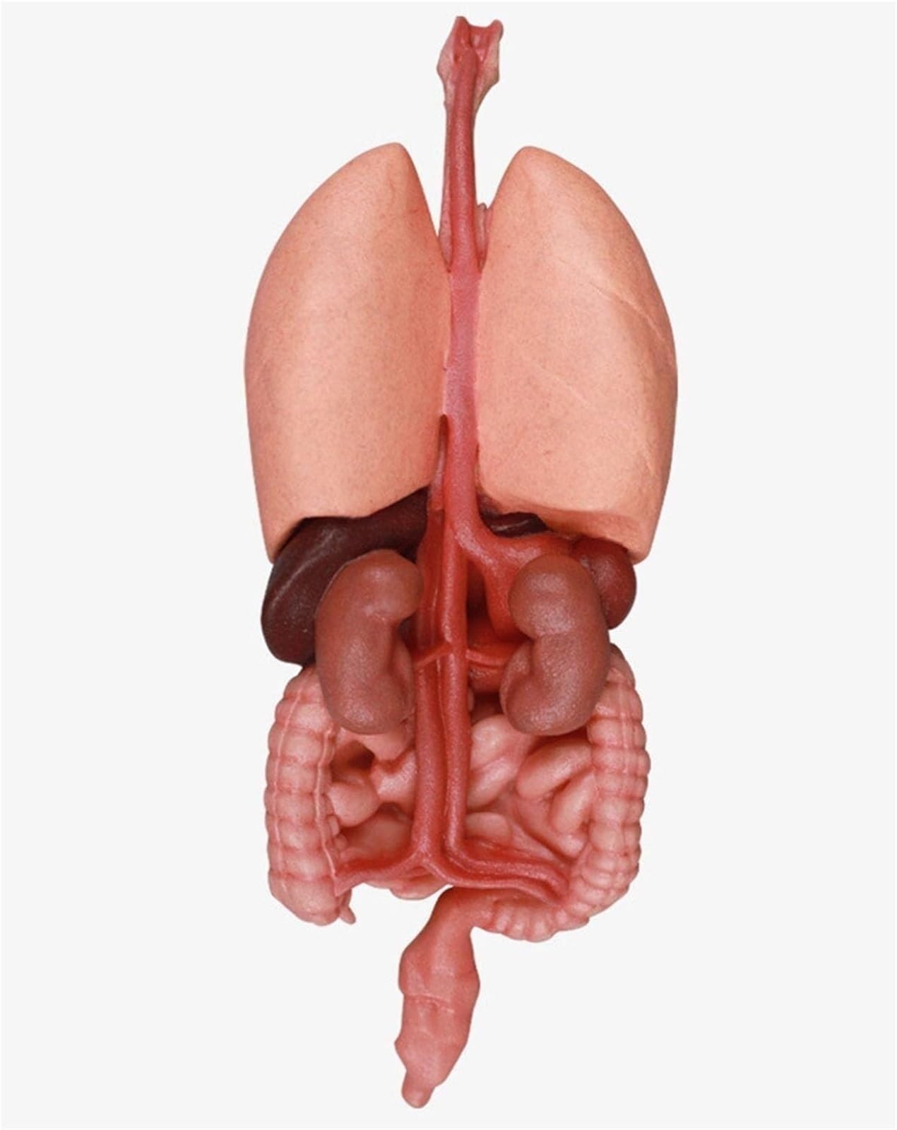 Zestaw do budowy anatomicznego modelu ludzkiego żołądka 3D z silikonu – edukacyjny model organu do użytku w placówkach opieki zdrowotnej, w tym w szkołach i wśród studentów