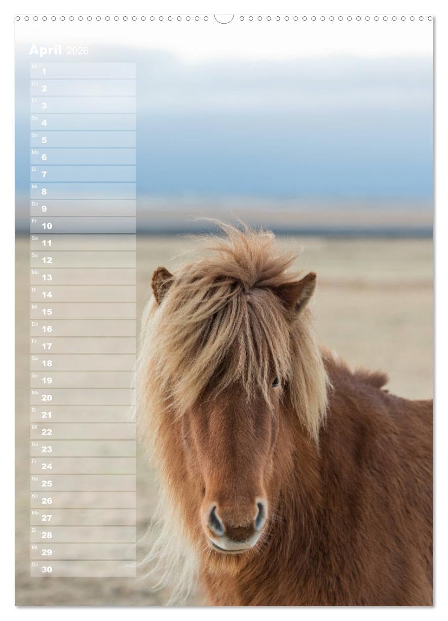 Mein ISLANDPFERDE Planer - Geburtstage, Hof-Feste, Turniere (hochwertiger Premium Wandkalender 2026 DIN A2 hoch), Kunstdruck in Hochglanz: Geburtstage, Hof-Feste und Turniere (CALVENDO Tiere)