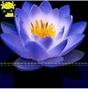 5 Adet Tohum Nadir Mavi Dev Lotus Çiçeği Tohumu Organik Kutsal Nilüfer Çiçeği Tohumu Hediye Tohumlu