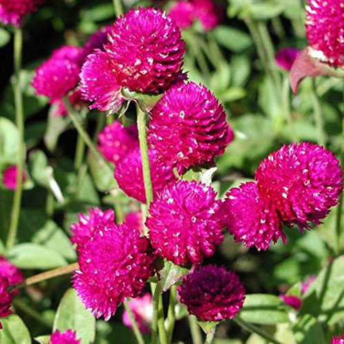AIREX GOMPHRENA PURPLE FLOWER SEED FOR EATABLE WITH ORGANIC (AVG 4050