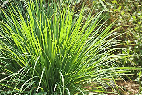Lemongrass Seeds - 100 Seeds - Easy To Grow Herb - Ships From Iowa, Made In Usa - Grow Lemon Grass #TOP1
