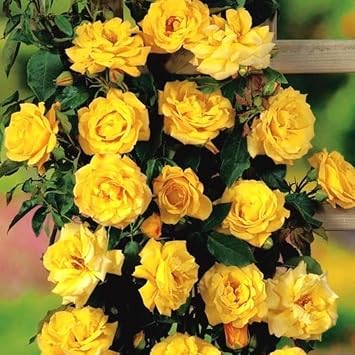 Tubular Yediveren Yellow Ivy Rose Sapling