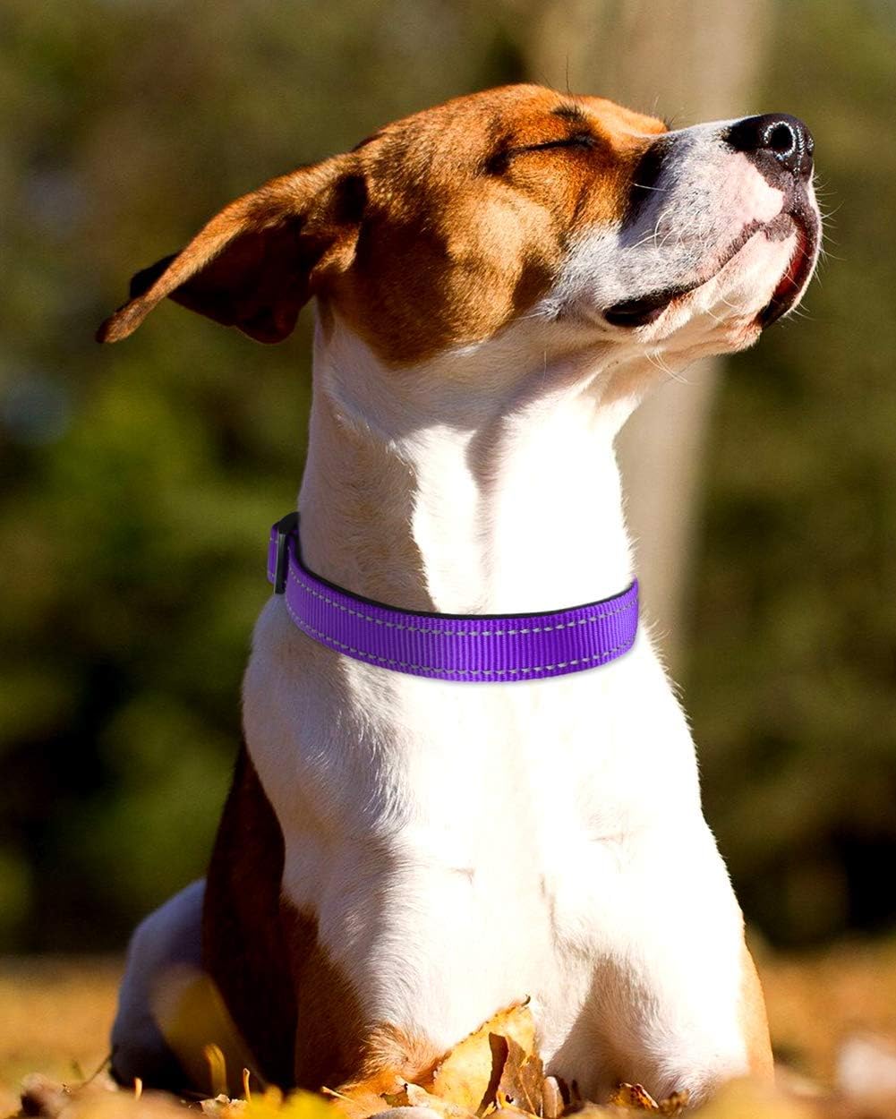 Joytale Reflective Dog Collar, Soft Neoprene Padded Breathable Nylon Pet Collar Adjustable for Small Dogs S, Purple - Image 3