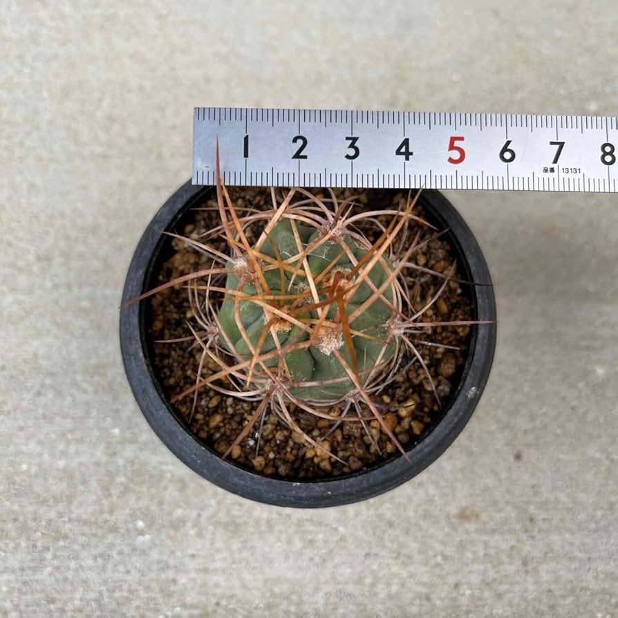 メルカリ便発送☆サボテン デンモザ 茜丸(実生苗です) Yahoo!オークション -「茜丸」(サボテン) (観葉植物)の落札相場