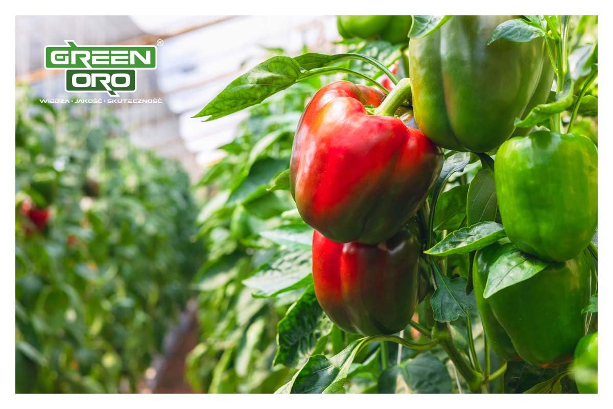 TOMATO POWER 1,5 KG – Specjalistyczny nawóż do pomidorów, papryki, cukinii, bakłażanów, ziemniaków, ogórków i dyni – Długotrwałe działanie do 100 dni