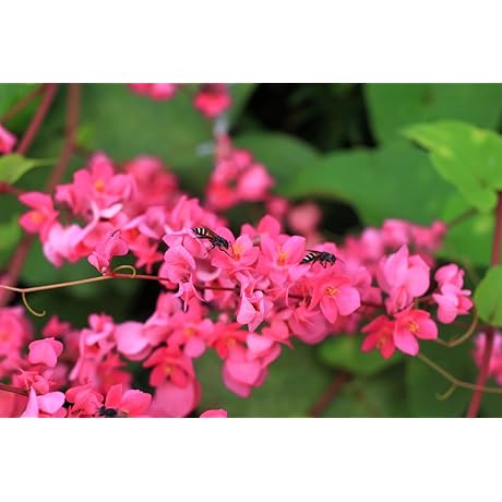 Coral Vine Seeds Mexican Creeper Chain of Love Jodcw