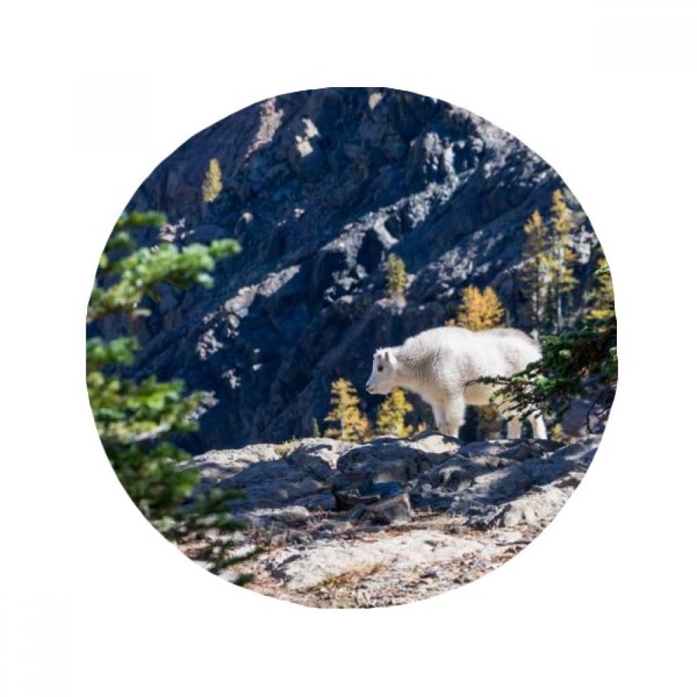 Tapis ours blanc cadeau original rond 50x50 cm pour anniversaire