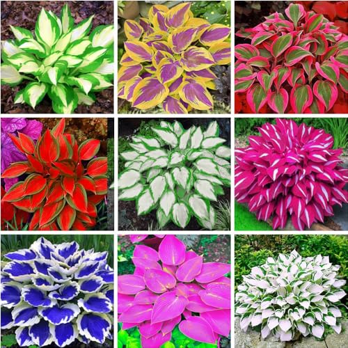 200+ Mix Hosta Perennial Hosta Rapid-Growing for Outdoors Garden Decoration