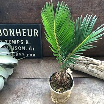 61GXpP2lQyL._AC_UF350,