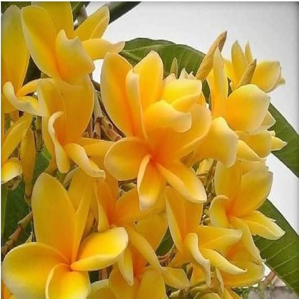 Yellow Champa plumeria/Champak/kat goplap/kat chapa Healthy Flower plant Ready To Blooming Pack of 1 (B0CJQNYKPH) Amazon Price History, Amazon Price Tracker