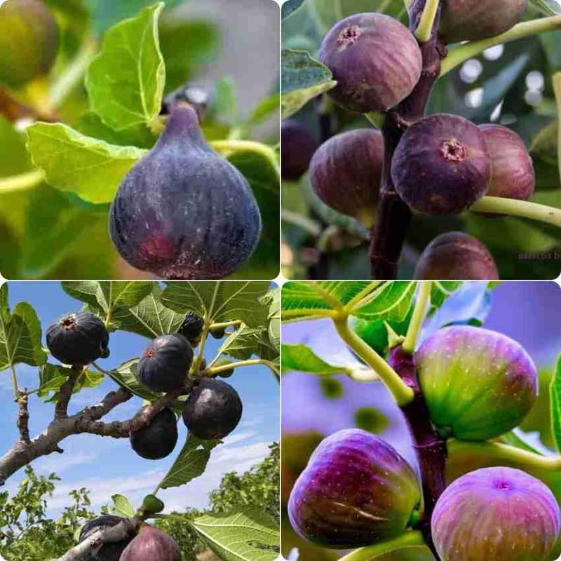 Anjeer plant hybrid 1 rare fruit live plant (B0D4MP5J7C) Amazon Price History, Amazon Price Tracker