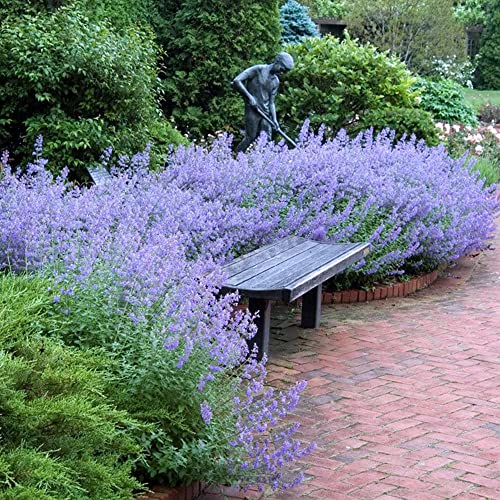 Dichmag 2000+ Blue Nepeta Catmint Herb Plant Seed For Planting - Purple Giant Hyssop Fragrant Herb Sow In Home Garden #TOP3