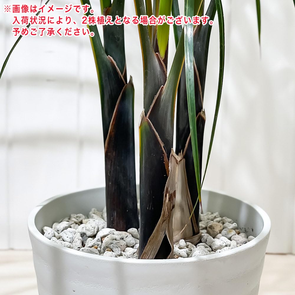 トックリヤシ。観葉植物鉢ごと無料で発送致します。 Amazon｜PLANCHU 観葉植物 トックリヤシモドキ 7号鉢 受け皿付き 育て
