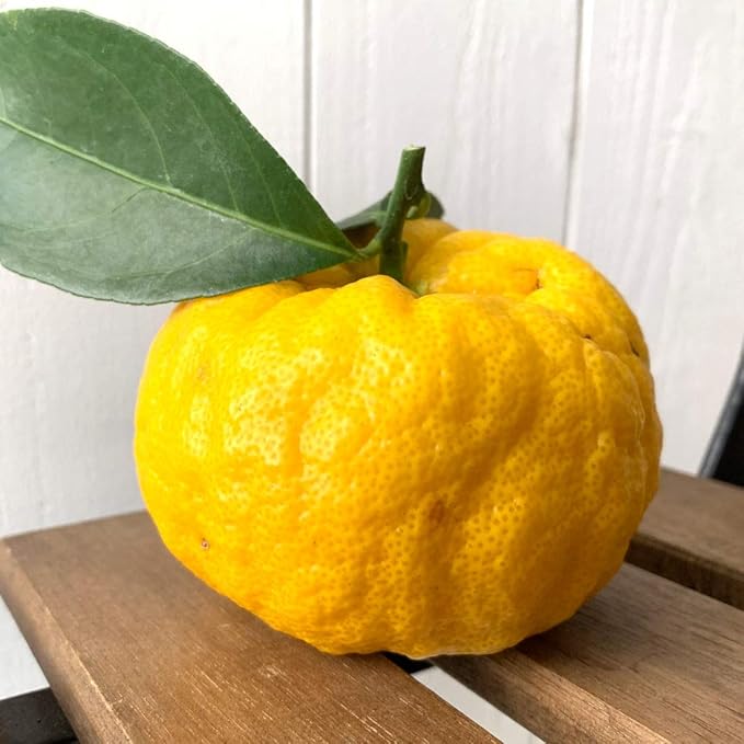 Amazon ゆず 苗木 鬼ユズ 15cmポット苗 鬼ゆず おにゆず ユズ 苗 柚子 果物