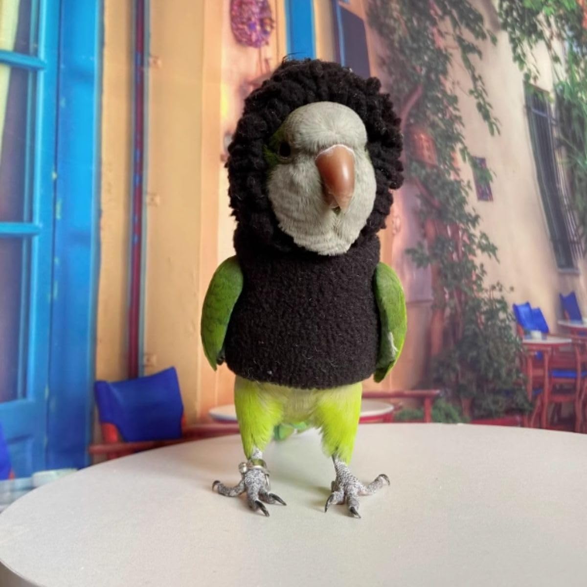 Bird Cloth - Christmas Party Birthday Costume for Parrot Halloween Pet Birds Clothes Birds Cosplay Outfit Black Hoodies for African Grey Parakeet Cockatiel Sun Conure Budgie (with Diaper,XL)
